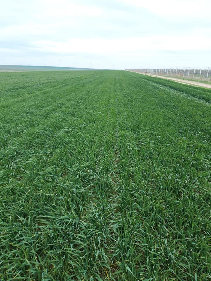 Odoo • Text and Image